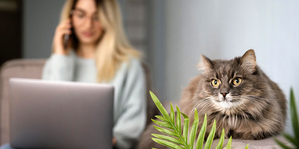 Choisir la meilleure assurance pour votre chat en 2025 : notre top 10