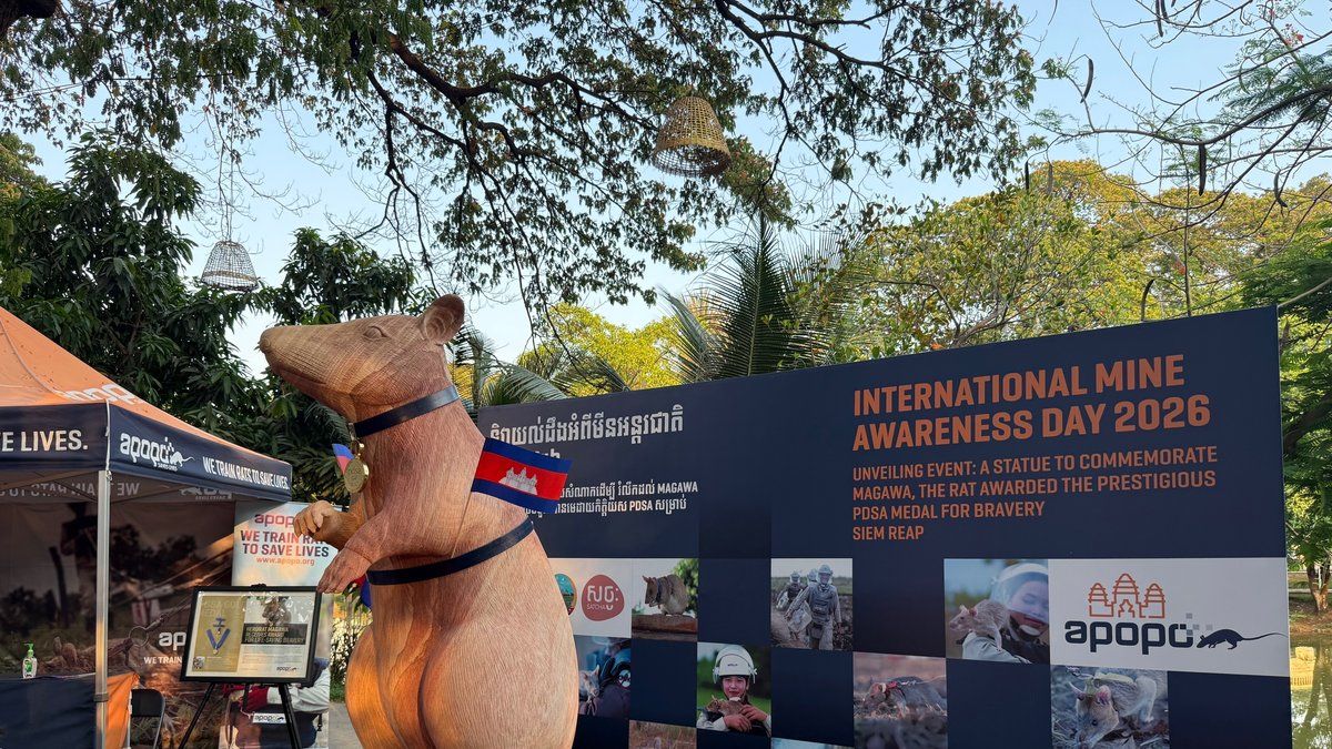 Magawa, le rat héroïque : hommage au Cambodge avec une statue unique