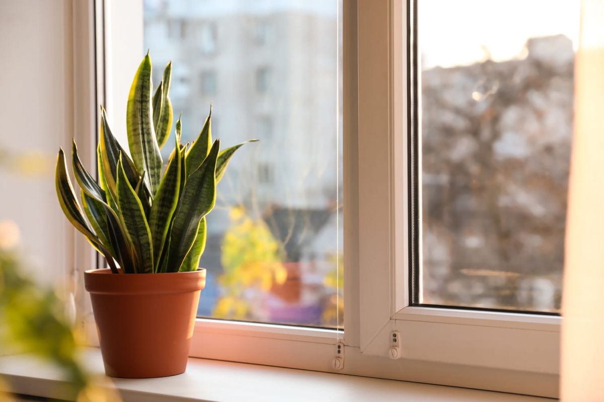 la sansevieria, une plante robuste pour un intérieur purifié