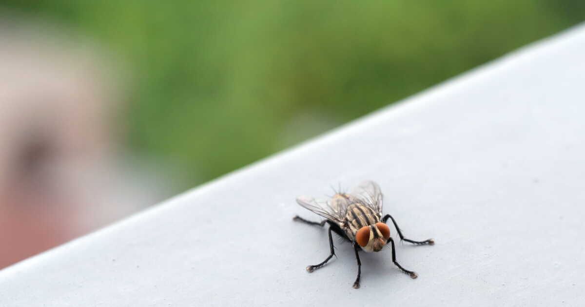 Des solutions naturelles pour éloigner les mouches de votre maison
