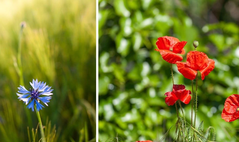 30 fleurs des champs à adopter pour votre jardin
