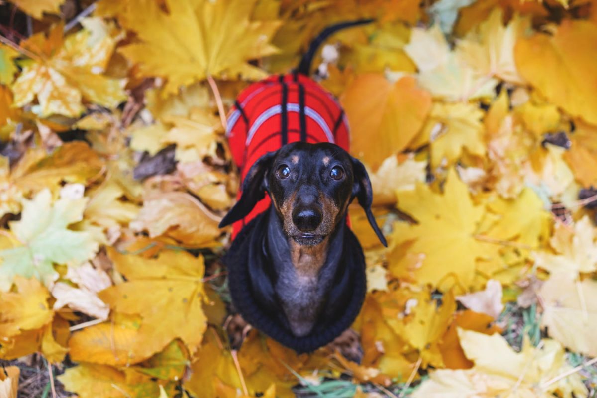 Découvrez les manteaux tendance pour chiens : confort et style au rendez-vous