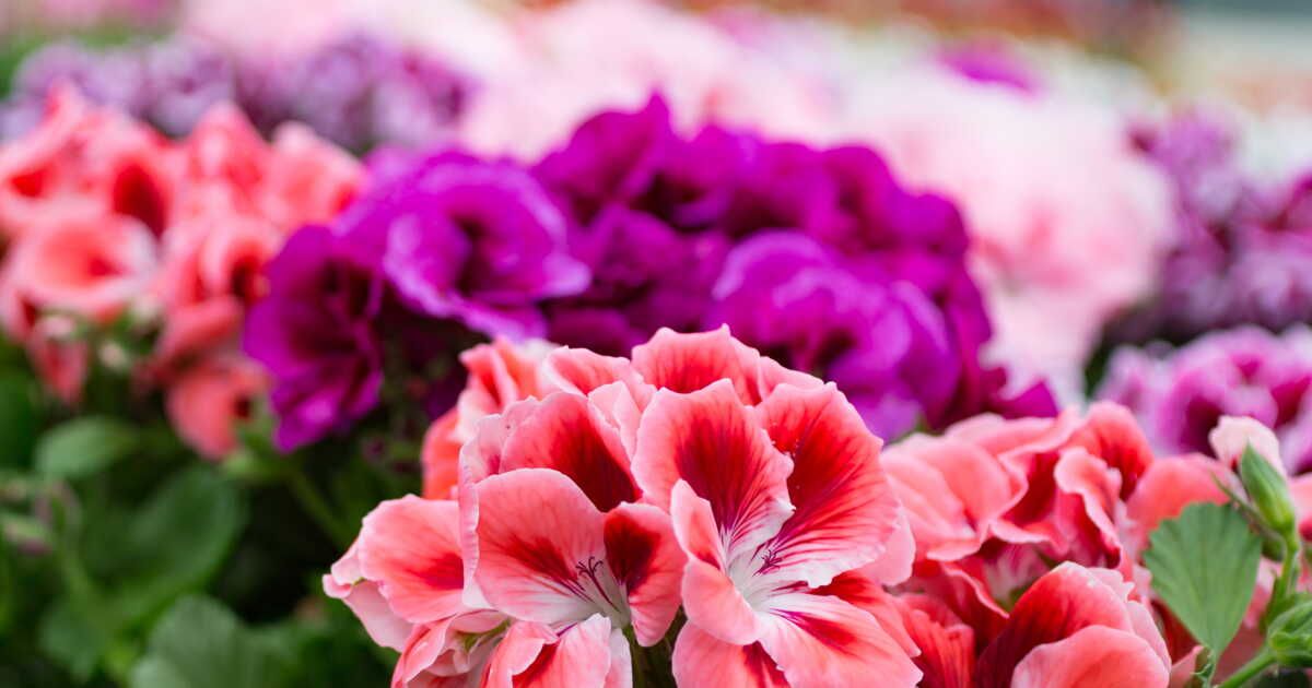 Quelle différence entre un pélargonium et un géranium ?