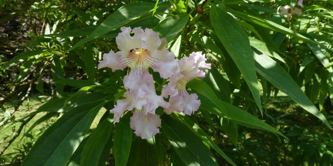 Découvrez le chitalpa de Tashkent, votre nouvel allié pour les jardins côtiers