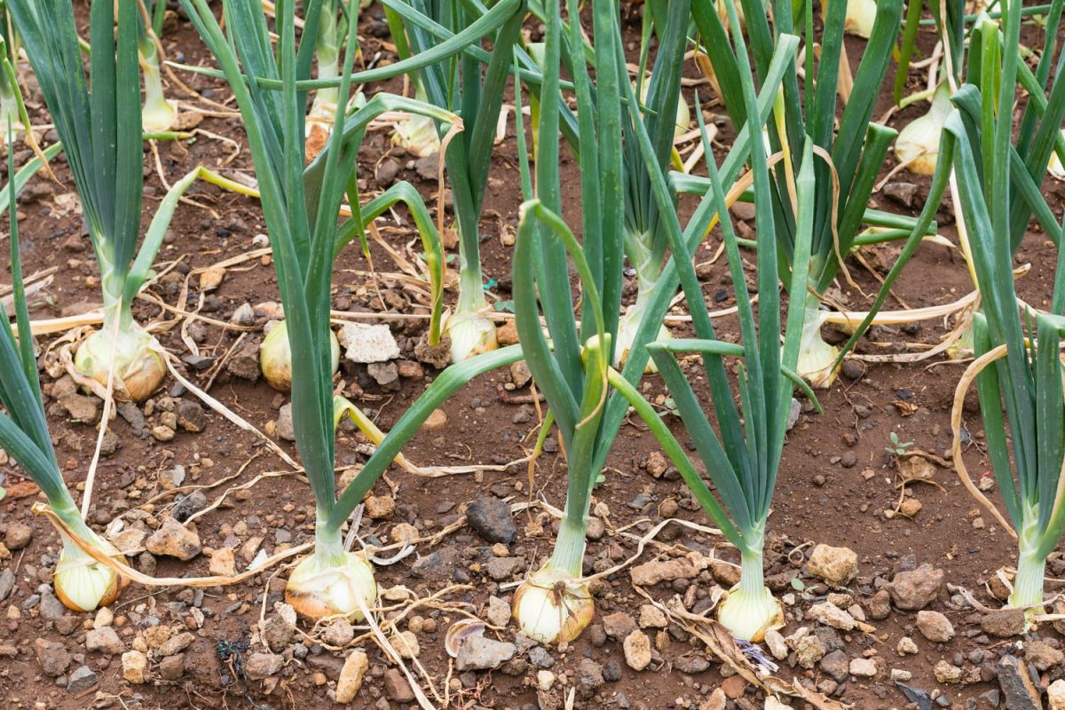Oignons : bulbes à planter, semis et récolte