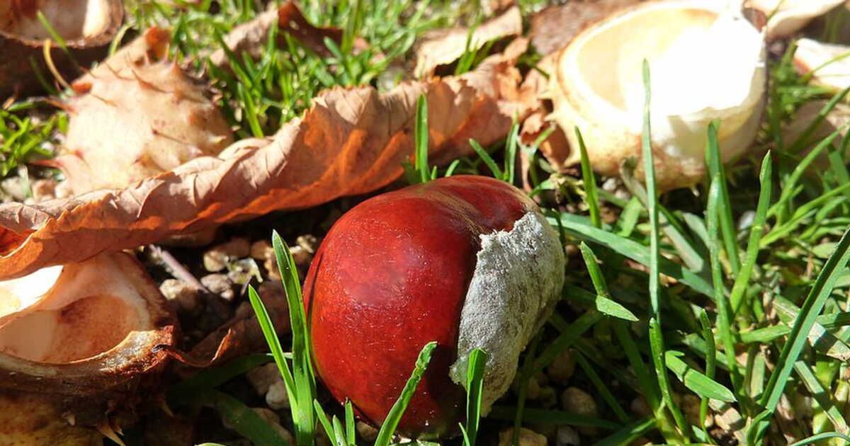 Les secrets d'une cuisson parfaite des marrons