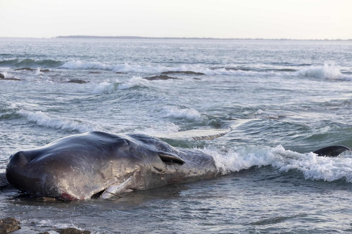 Un cachalot s'échoue sur une plage de Loire-Atlantique, un décès naturel