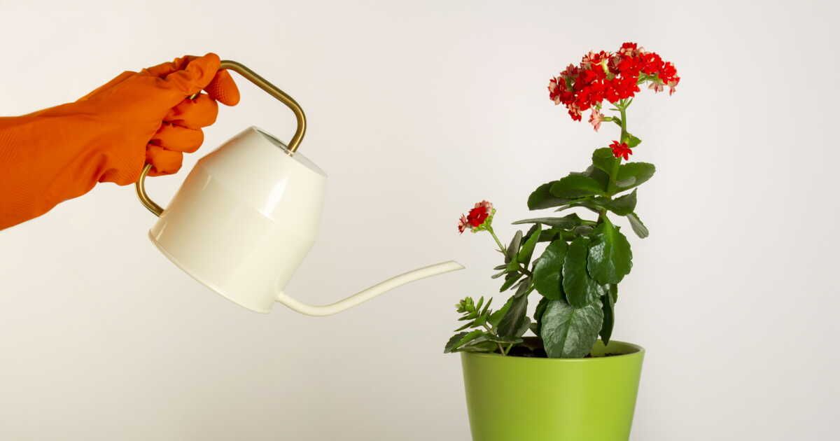 des plantes d’intérieur fleuries pour illuminer votre maison toute l’année