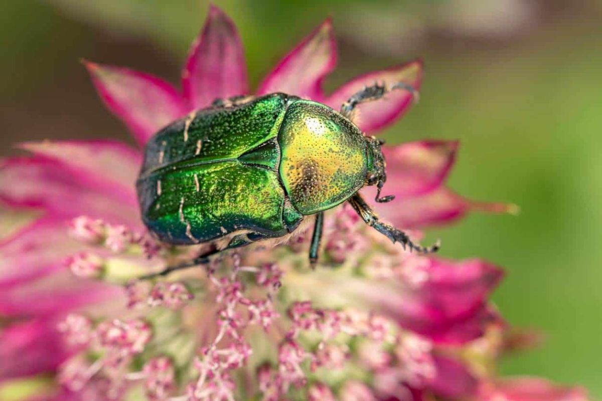 scarabées au jardin : alliés insoupçonnés pour un potager florissant