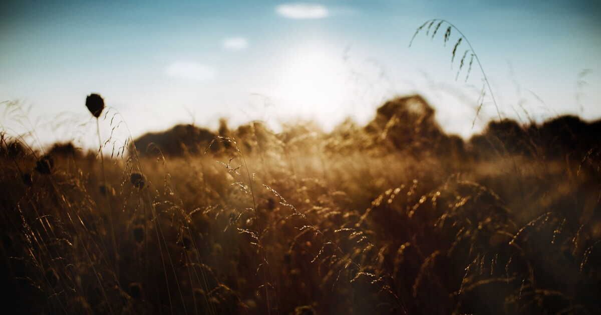 Préparez votre terrain pour prévenir les incendies : l'importance du débroussaillage