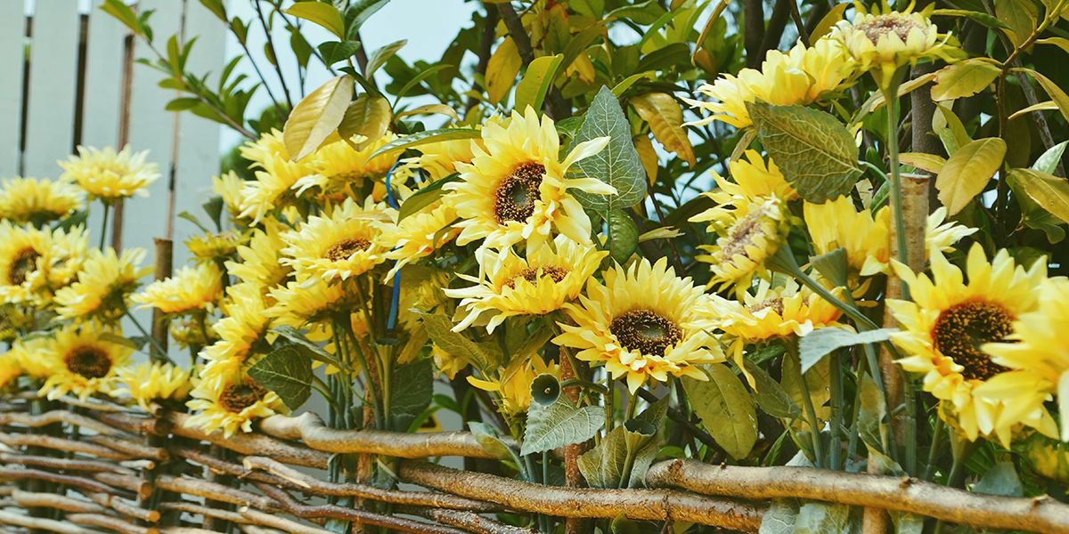 Créez un jardin jaune éclatant : les plantes qui apportent chaleur et couleur