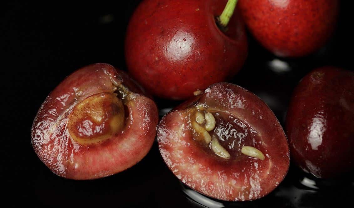 Lutter efficacement contre le ver de la cerise : conseils pratiques