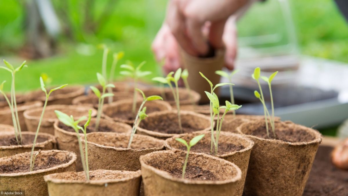Lancement du potager : les premières récoltes de printemps