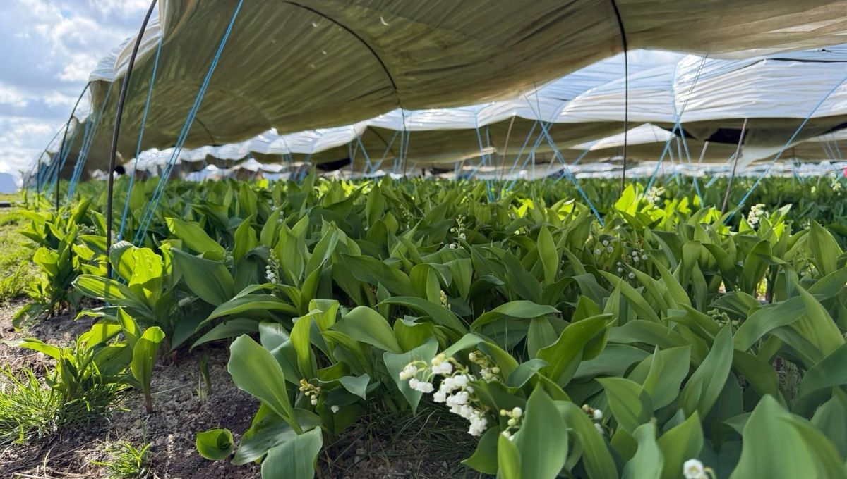 Les premiers brins de muguet fleurissent en avance cette année à Saint-Philbert-de-Grand-Lieu