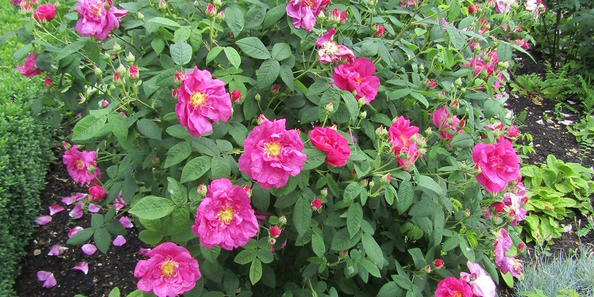 La rose de Provins : un trésor de parfum et de bienfaits