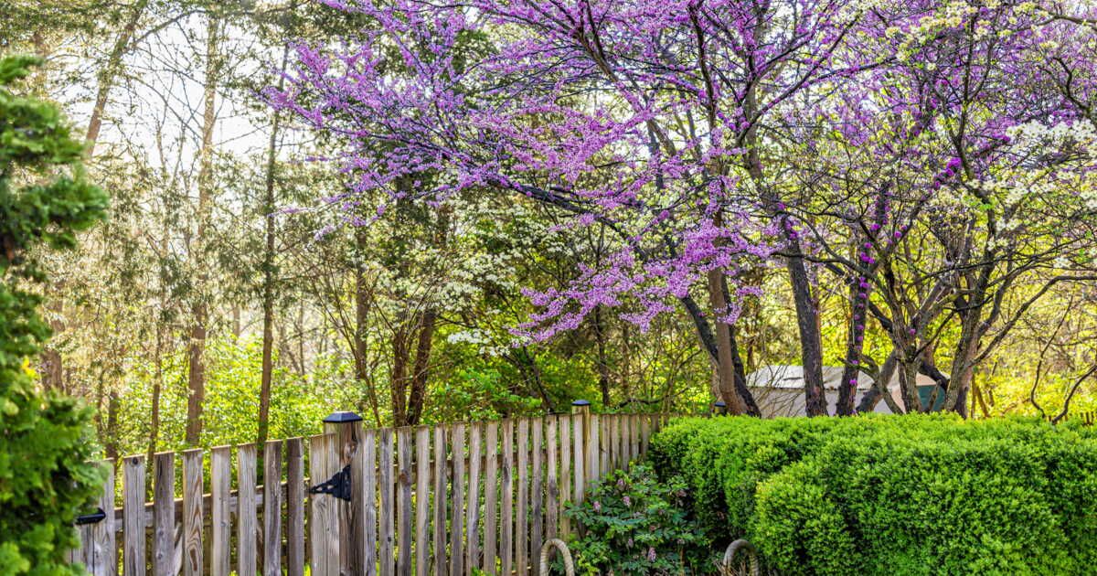 Lorsque l'arbre du voisin déborde : les solutions à envisager