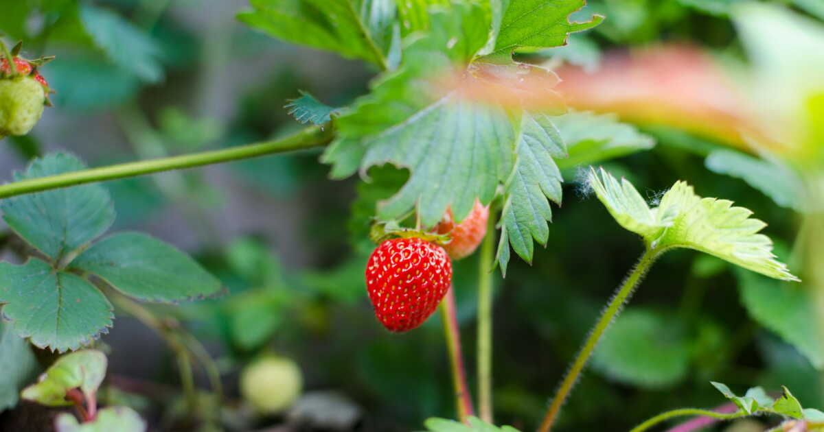 protéger vos fraises des insectes avec cette astuce surprenante