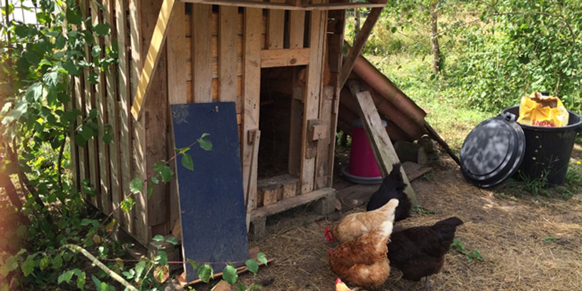Fabriquer un poulailler en bois pour votre jardin : mode d'emploi