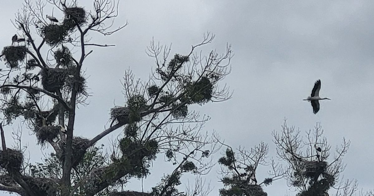 Des cigognes envahissent un arbre en Vendée : entre fascination et inquiétudes