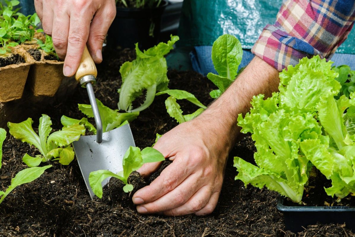 Prolongez vos récoltes : les légumes à semer dès maintenant