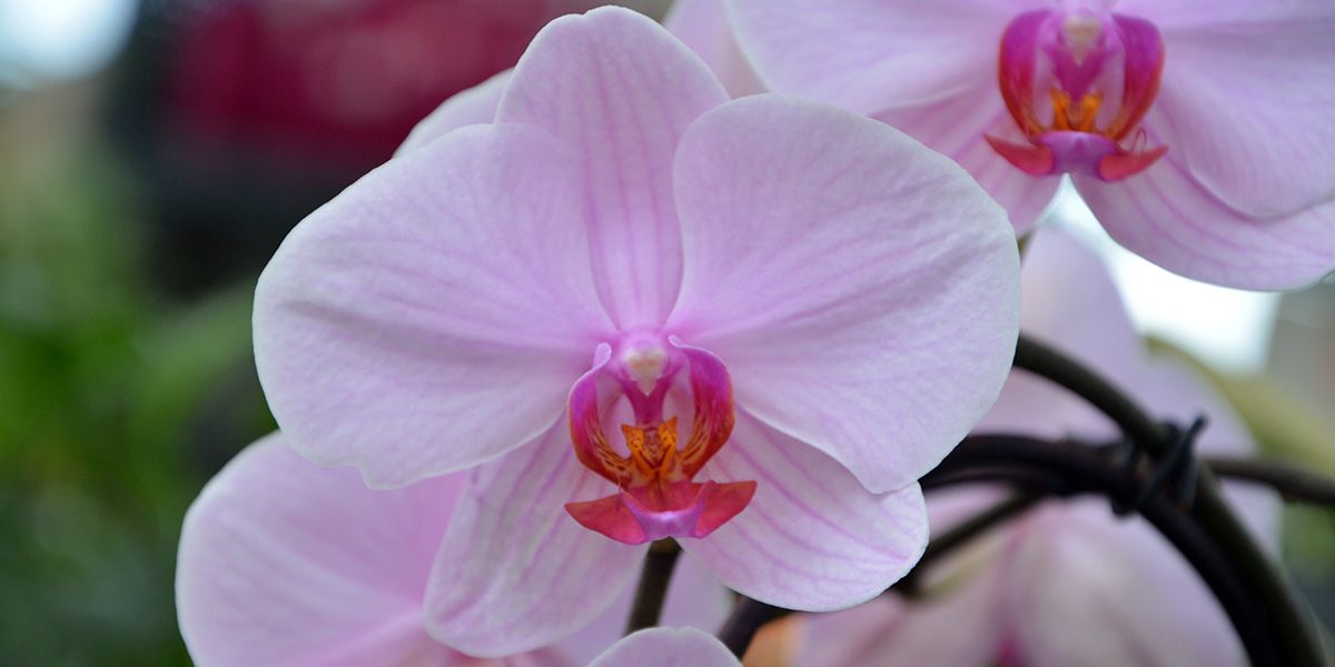 Comment entretenir une orchidée qui a fini de fleurir pour favoriser une nouvelle floraison ?