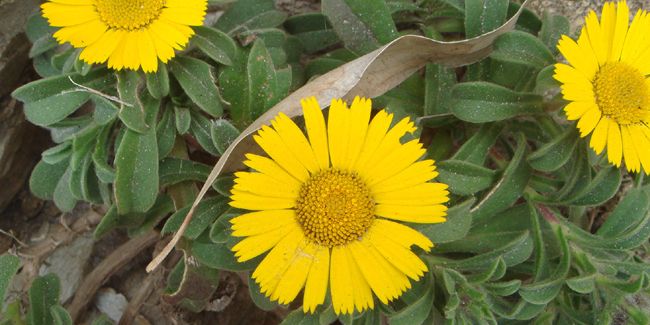 L'astérolide maritime : une étoile de mer au jardin