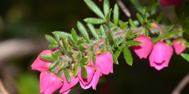 Découverte de la boronie à feuillage varié (Boronia heterophylla)