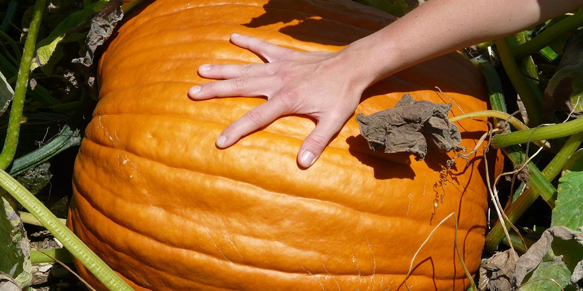 découvrez les secrets des citrouilles géantes au jardin