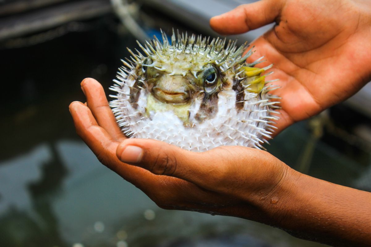 l'alerte au fugu : un danger mortel au japon