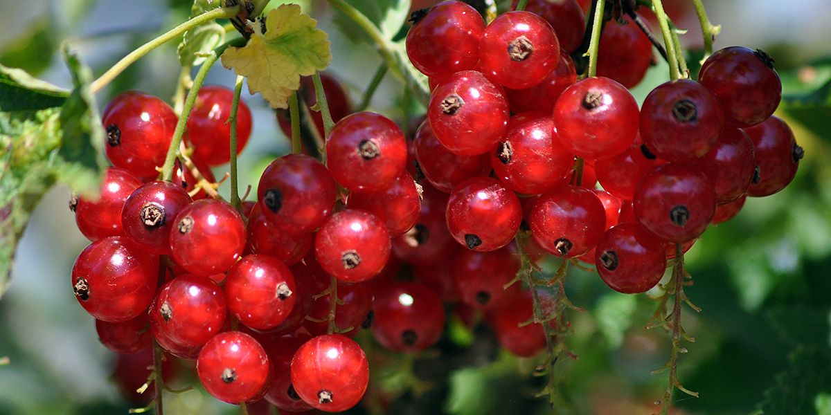 Redécouvrez les petits fruits rouges : 7 transformations gourmandes