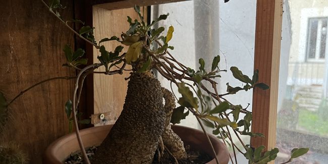 Découverte du fockea, une succulente fascinante d'Afrique du Sud
