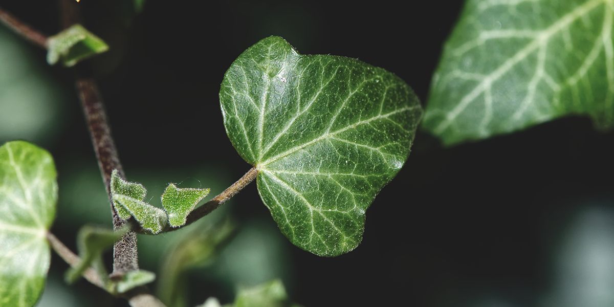 Fabriquez votre lessive naturelle avec du lierre
