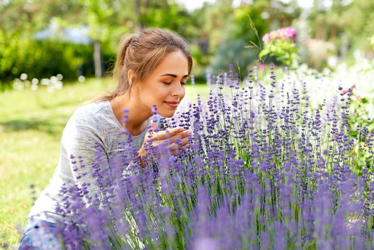 Boostez votre jardin avec le bouturage de lavande : guide complet et facile