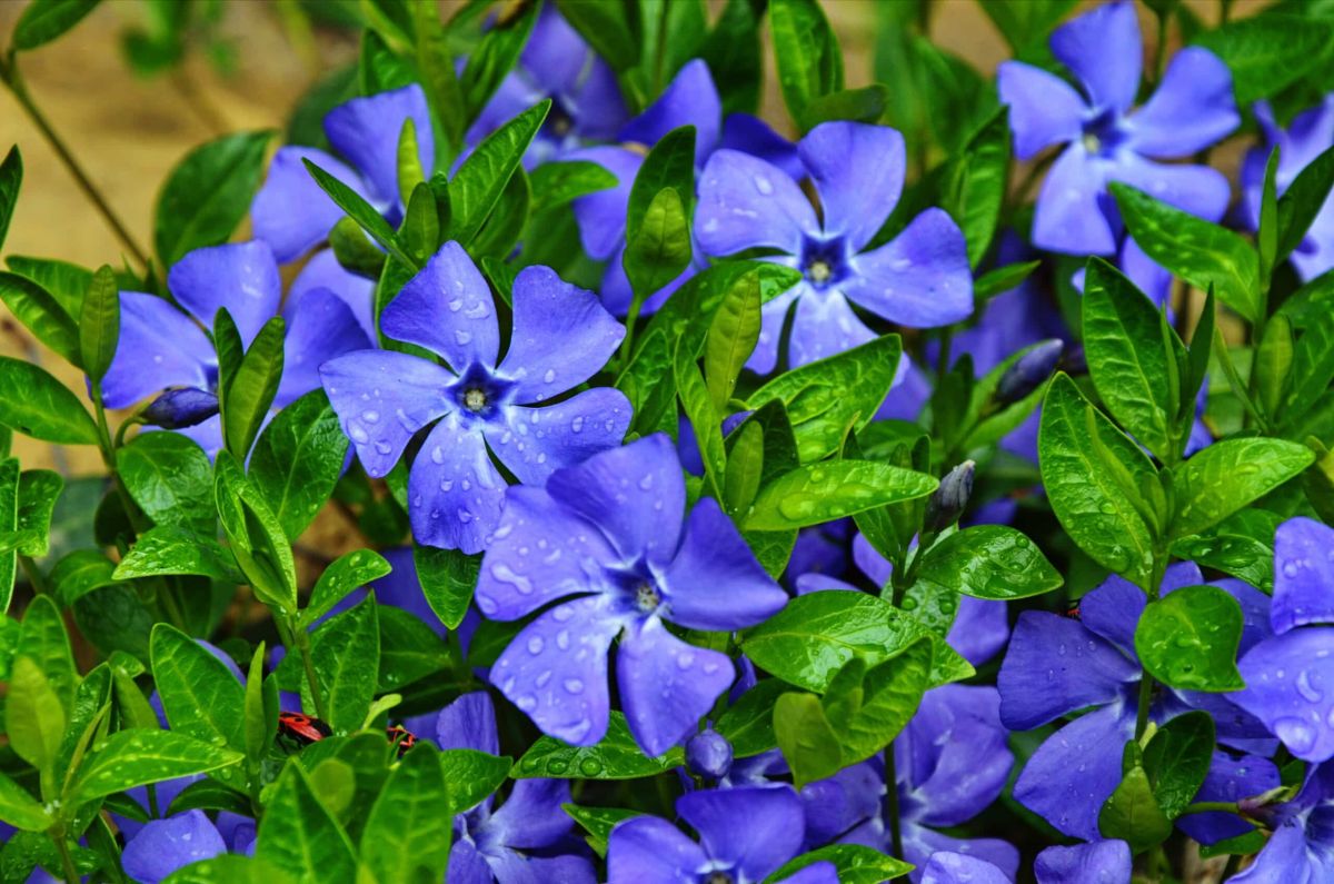 Révélez la beauté de votre jardin cet été avec ces plantes couvre-sol incontournables