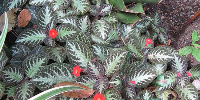 épiscie : la plante d'intérieur au charme tropical