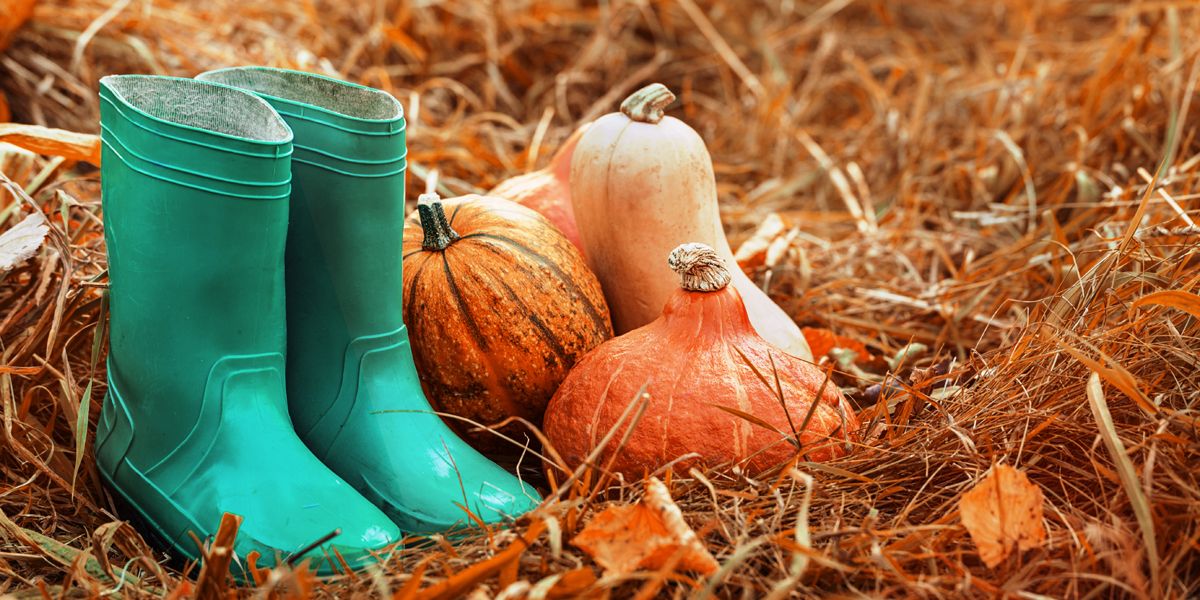 Octobre au jardin : conseils pour planter et récolter