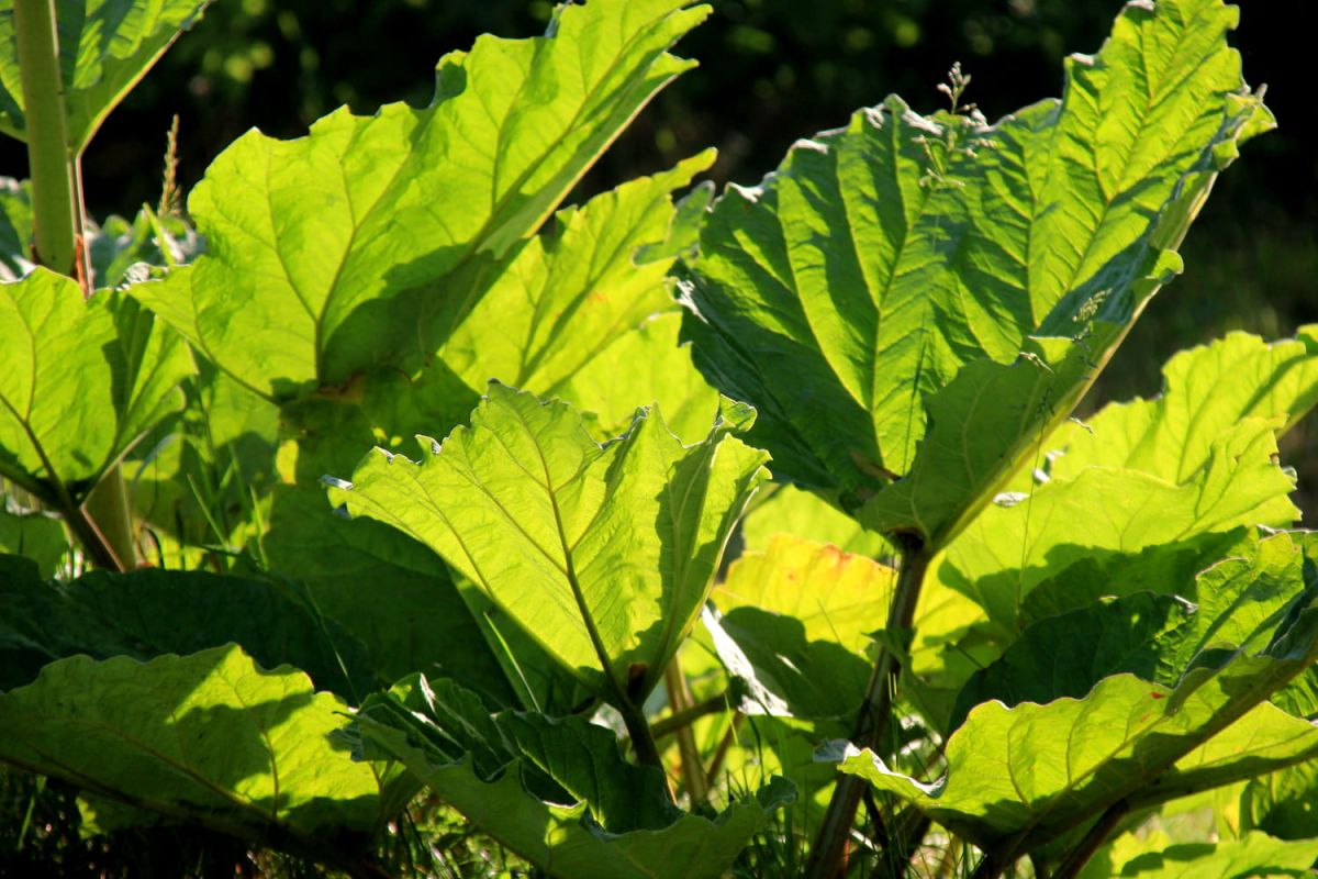 Cette plante délicieuse cache un secret dangereux et un pouvoir repoussant