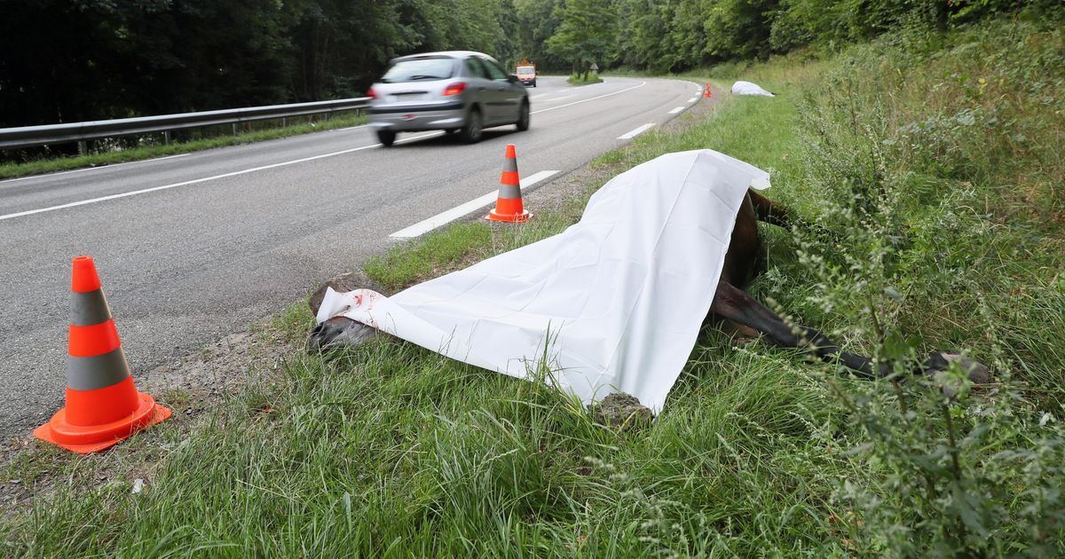 Accident surprenant au Boupère : un automobiliste blessé après avoir heurté des chevaux