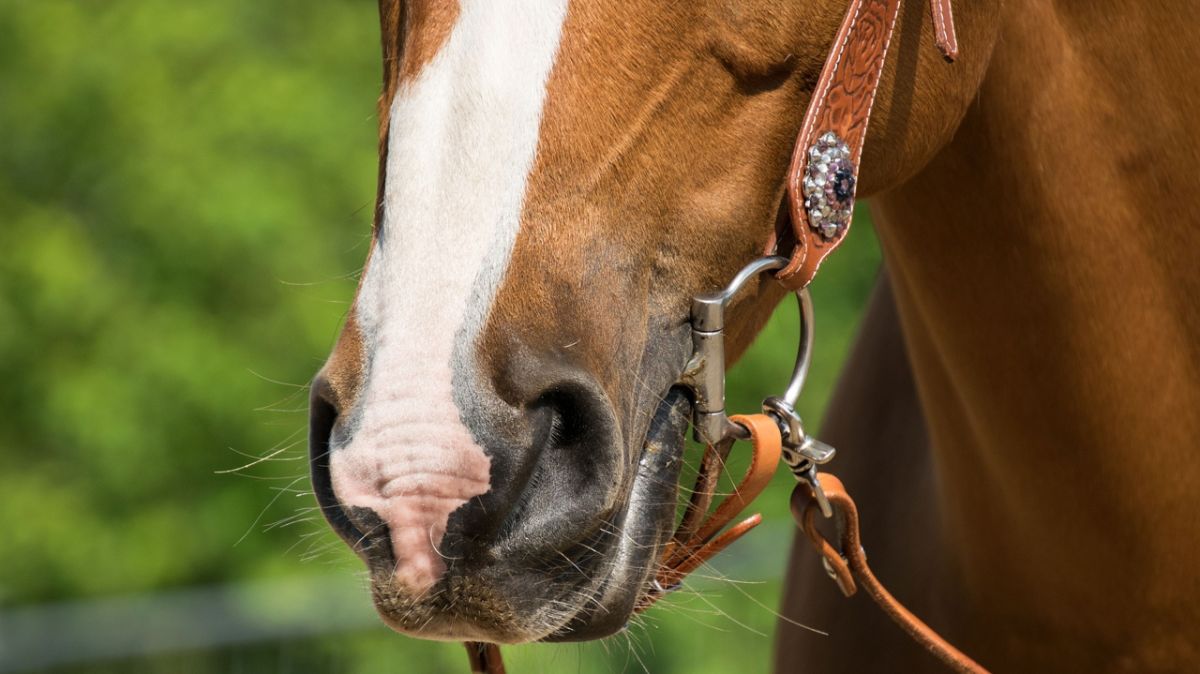Collision tragique : un automobiliste blessé et un cheval décédé en Vendée