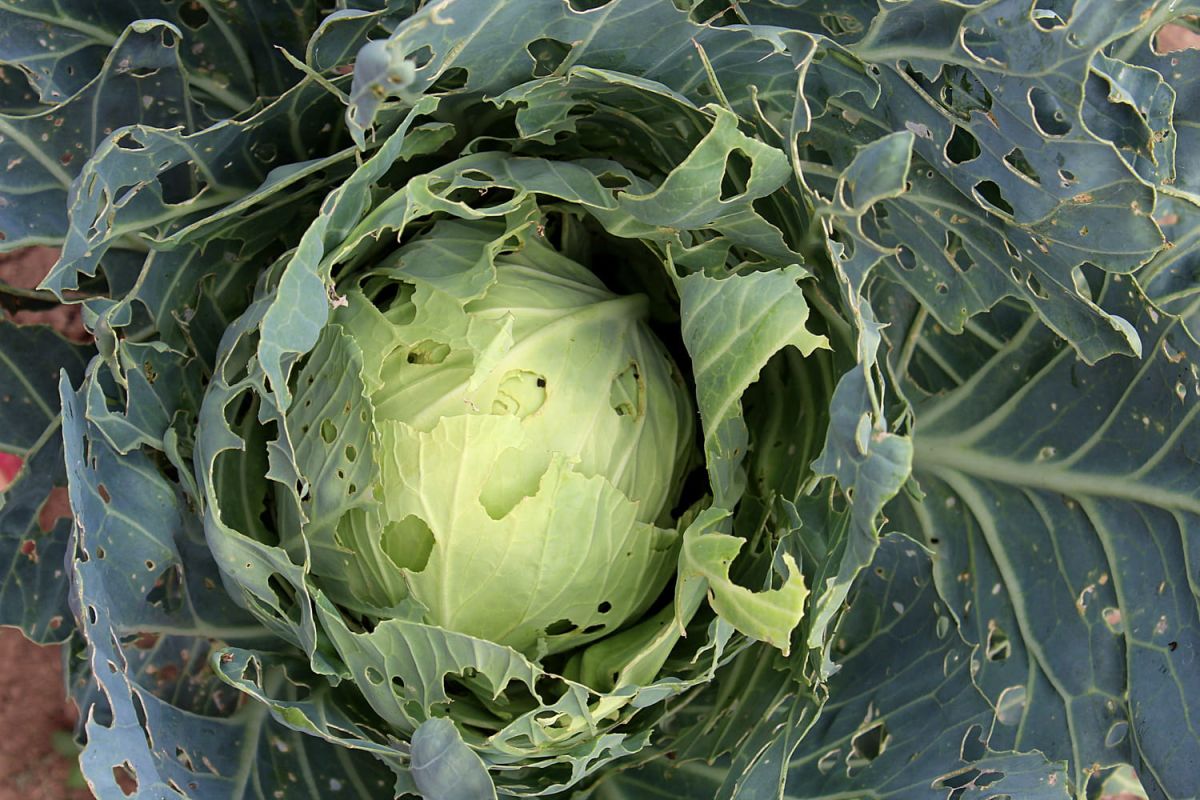 Teigne du chou : un fléau pour vos jardins