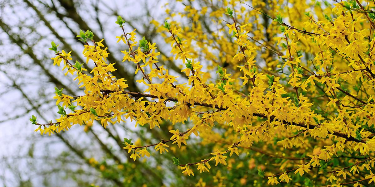 Tailler un forsythia : astuces pour une floraison éblouissante