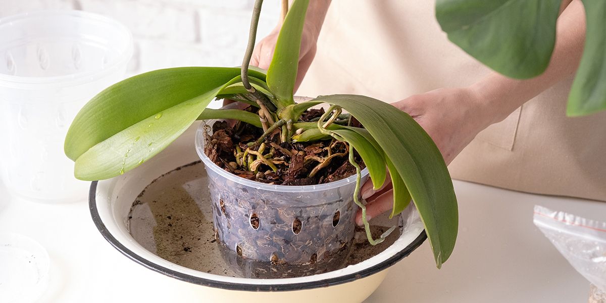 Bassinage des plantes : une technique d'arrosage à considérer