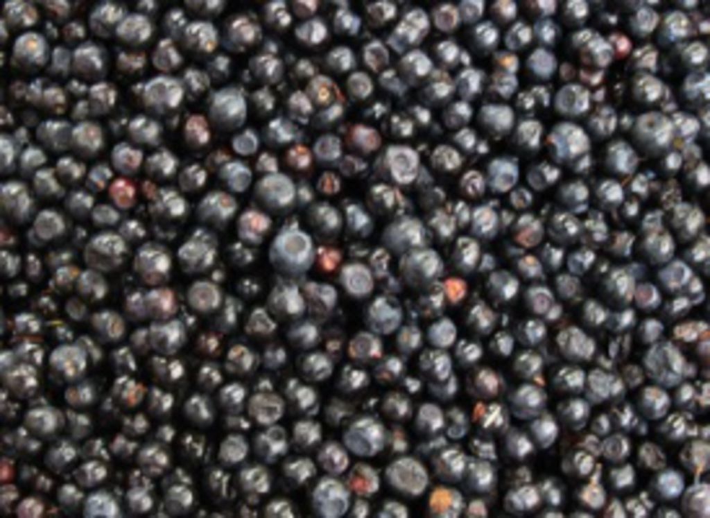 découvrir l'açaï : le super-fruit qui séduit le monde