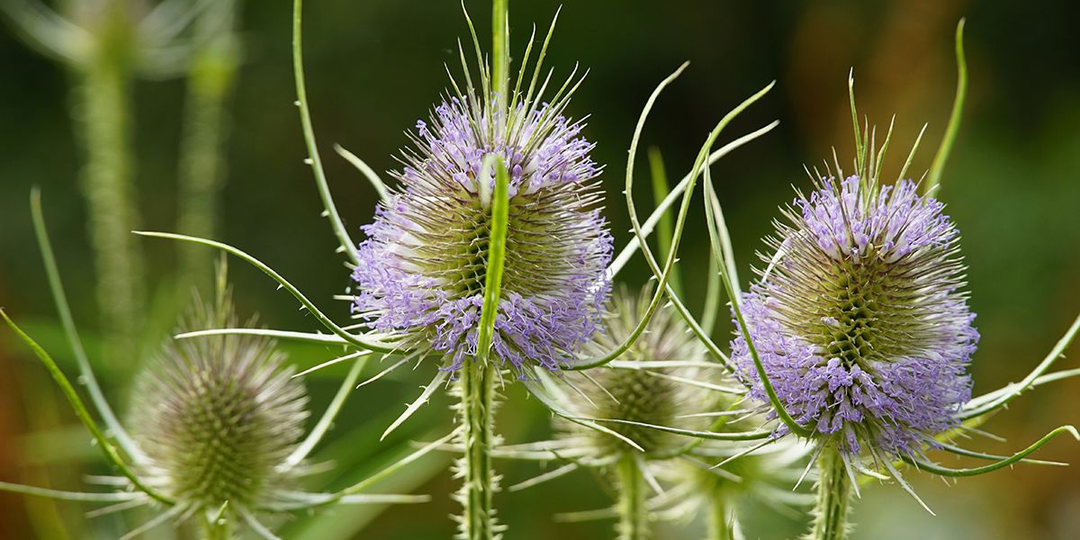 La cardère (Dipsacus) : un trésor à redécouvrir