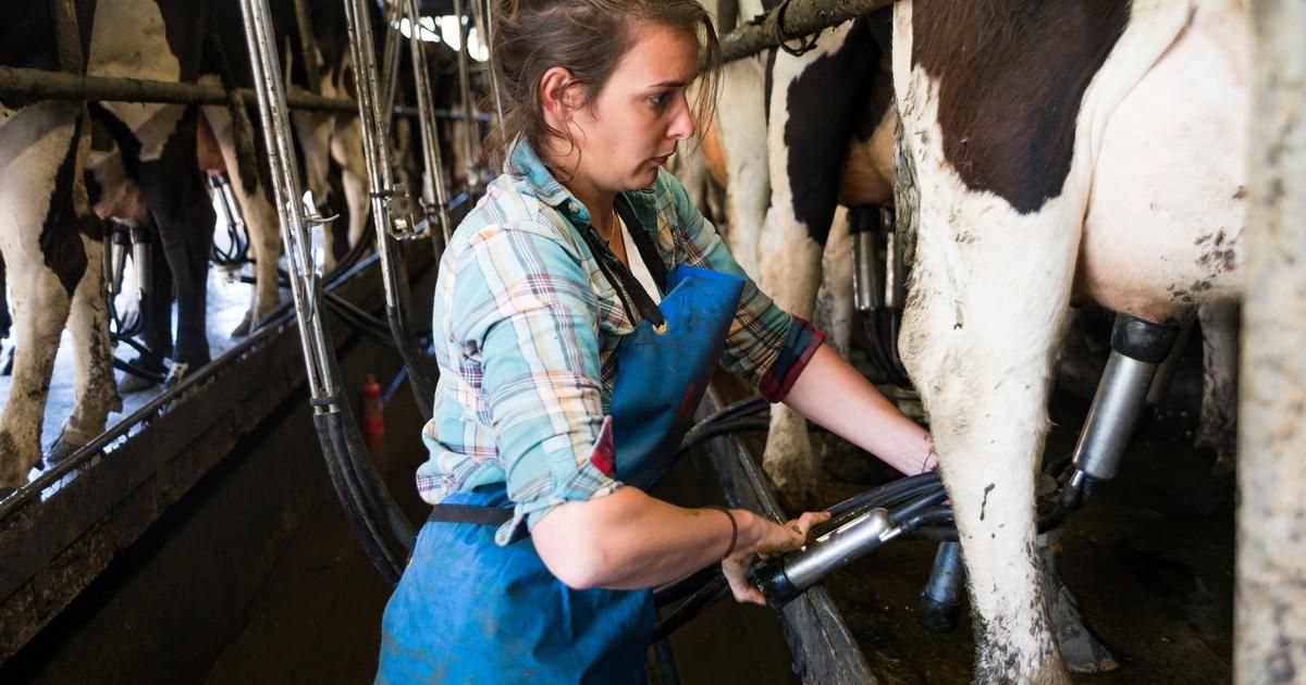 Alerte au lait : des briques de lait demi-écrémé en danger