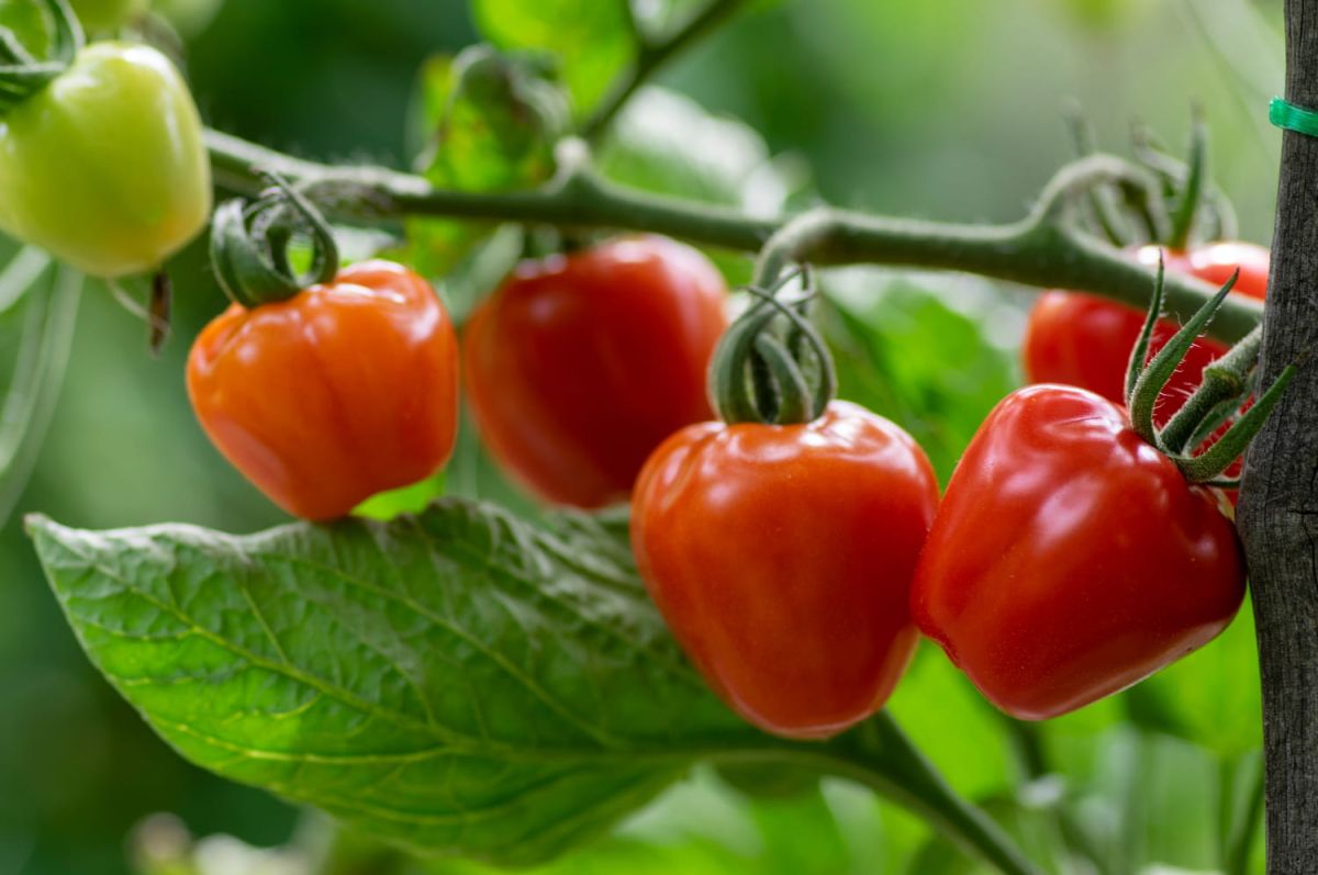 Les secrets d’un jardinier pour des tomates au goût incomparable