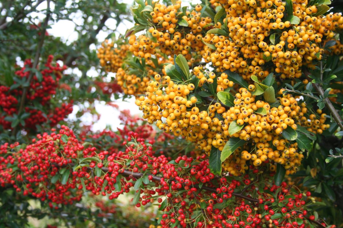 Pyracantha : plantation, taille et bouture du buisson ardent