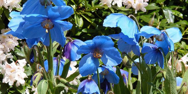 Le pavot bleu de l'Himalaya : un trésor floral aux mille nuances