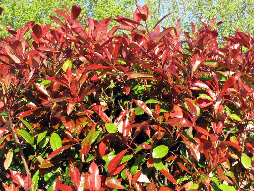 Photinia : plantation, entretien, taille