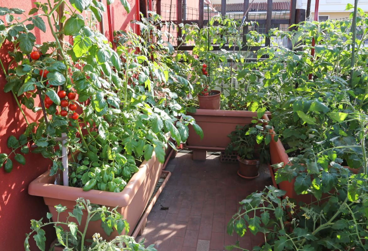 8 légumes à cultiver sur son balcon